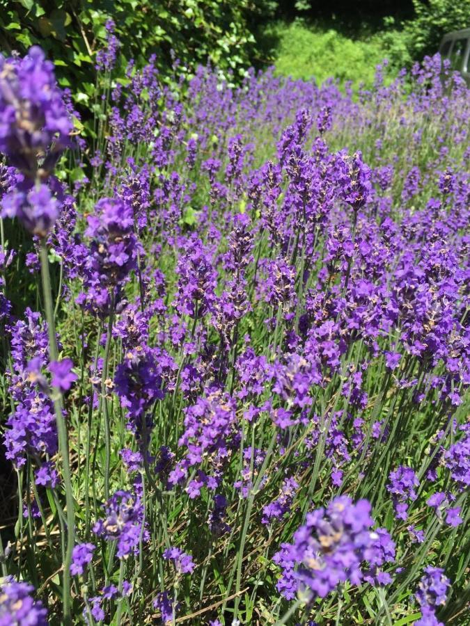 مبيت وإفطار دربي La Fleur Et Le Soleil المظهر الخارجي الصورة