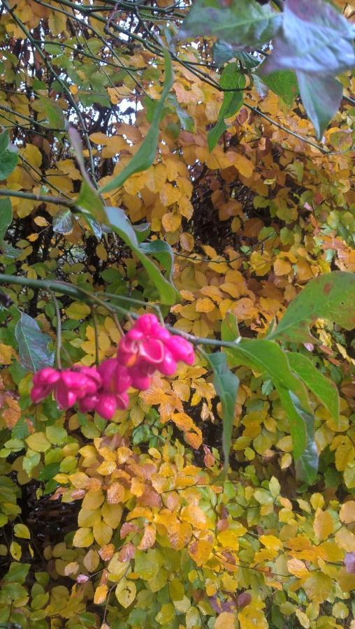 مبيت وإفطار دربي La Fleur Et Le Soleil المظهر الخارجي الصورة