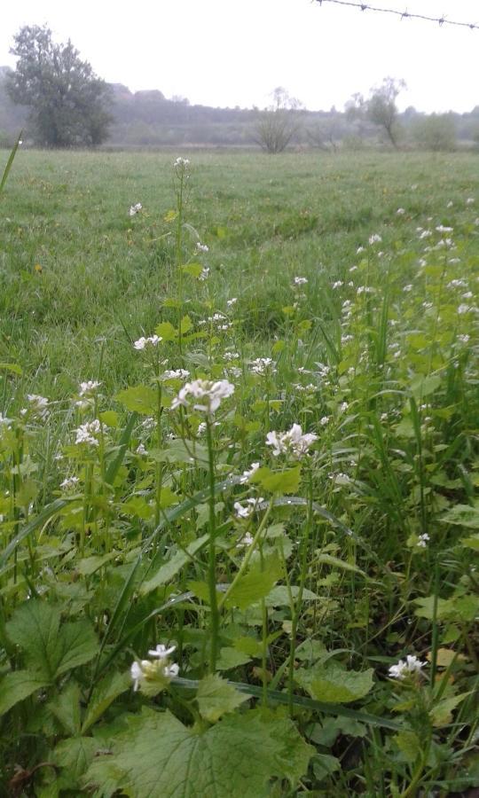 مبيت وإفطار دربي La Fleur Et Le Soleil المظهر الخارجي الصورة